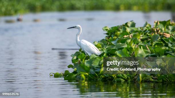 myanmar: little egret - little egret (egretta garzetta) stock pictures, royalty-free photos & images