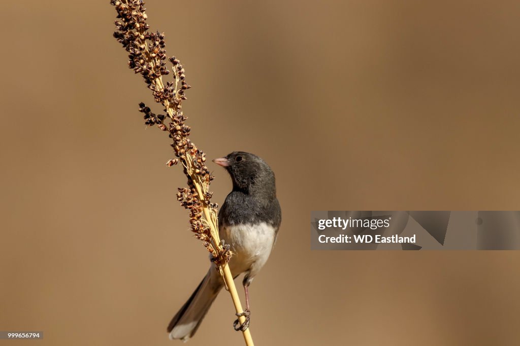 Black eyed Junco