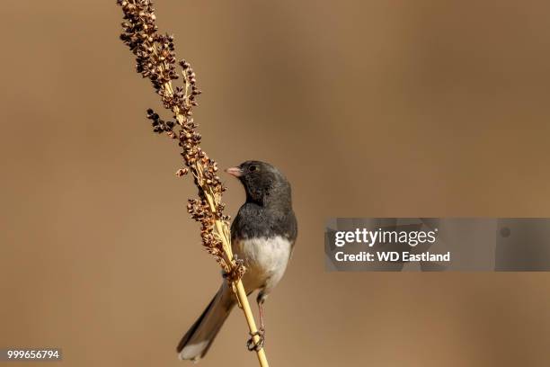 black eyed junco - dark eyed junco stock pictures, royalty-free photos & images