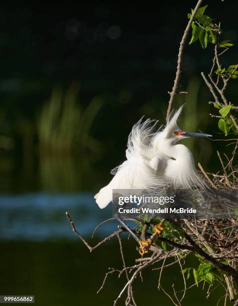 snowy egret - snowy egret stock pictures, royalty-free photos & images