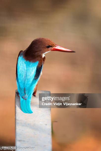 white-throated kingfisher (halcyon smyrnensis) - gray headed kingfisher stock-fotos und bilder