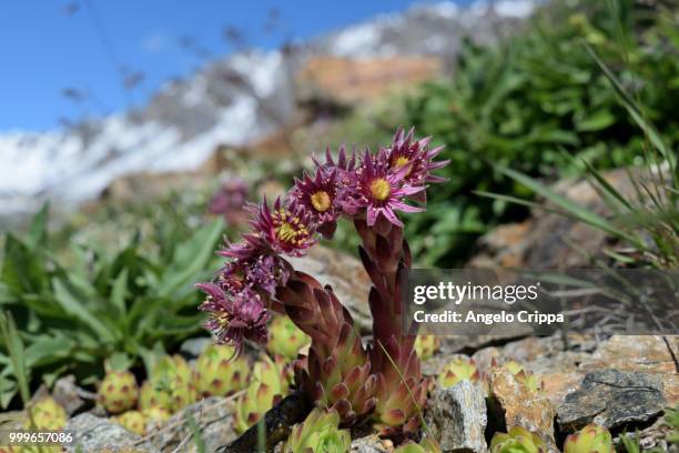 sempervivum montanum - sempervivum stock pictures, royalty-free photos & images