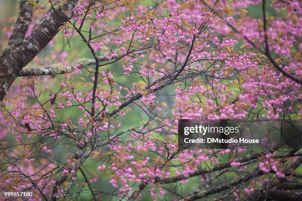 white-eye bird on wild himalayan cherry - wild cherry tree stock-fotos und bilder