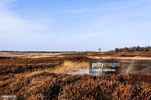landscape near hvide sande - hvide sande denmark stock pictures, royalty-free photos & images