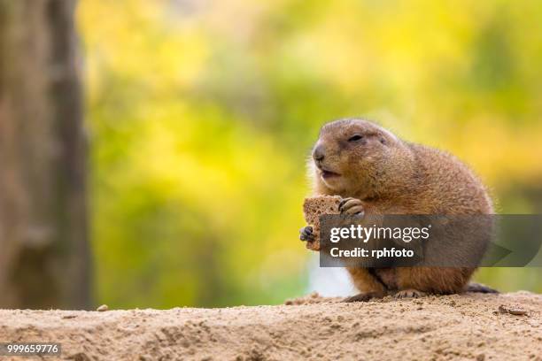 prairie dog eating bread - prairie dog - fotografias e filmes do acervo