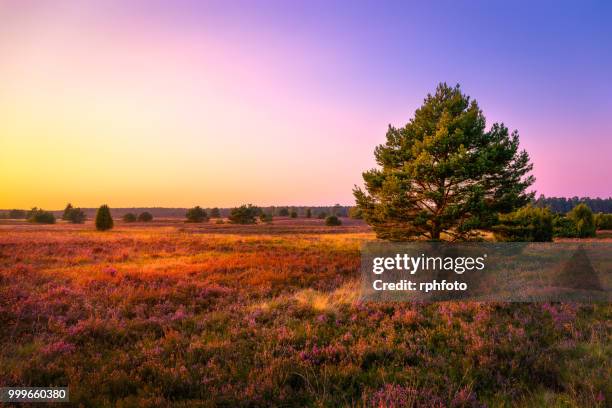 sunset at the luneburg heath - lüneburger heide stock-fotos und bilder