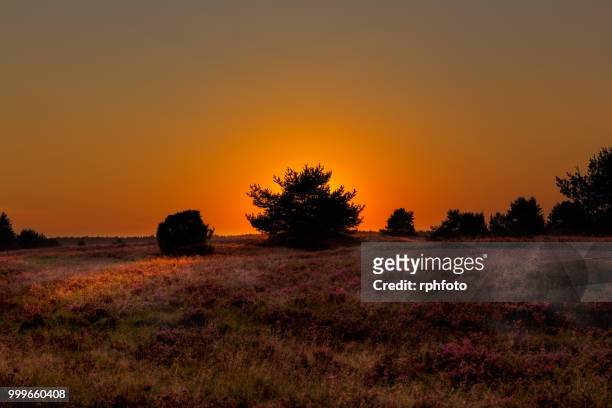 sunset at the luneburg heath - lüneburger heide stock-fotos und bilder