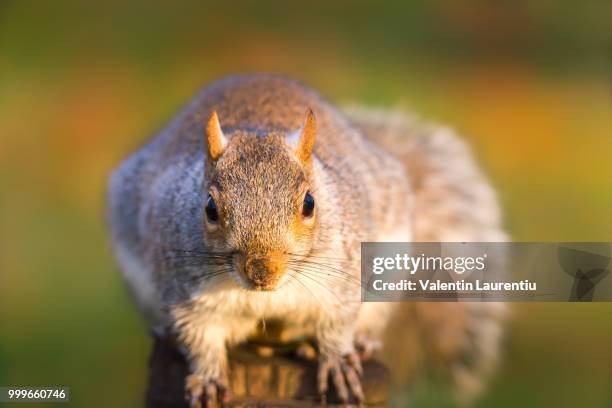 when i count to three you are under my control - rodent control stock pictures, royalty-free photos & images