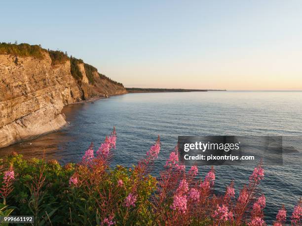 cap-bon-ami of forillon national park, canada - bon stock pictures, royalty-free photos & images