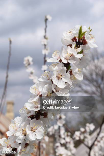 apricot blossom. fresh spring backgrund - apricot blossom stock pictures, royalty-free photos & images