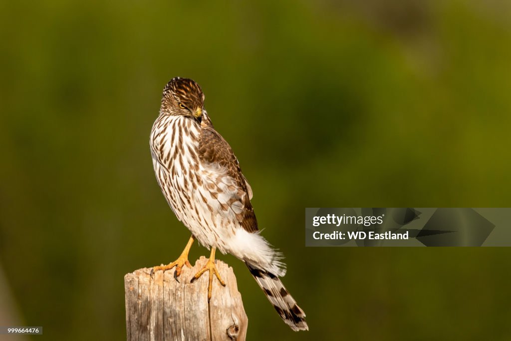 Sharp shinned Hawk looking down