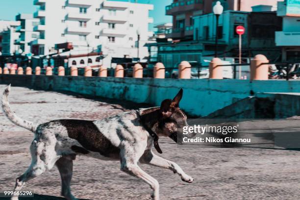 the running dog - nikos stockfoto's en -beelden