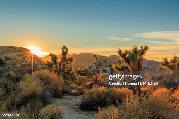 ca-joshua tree national park-barker dam trail - joshua tree ストックフォトと画像