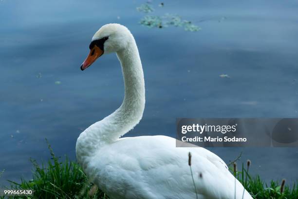 the swan of lago d'iseo. - swan imagens e fotografias de stock