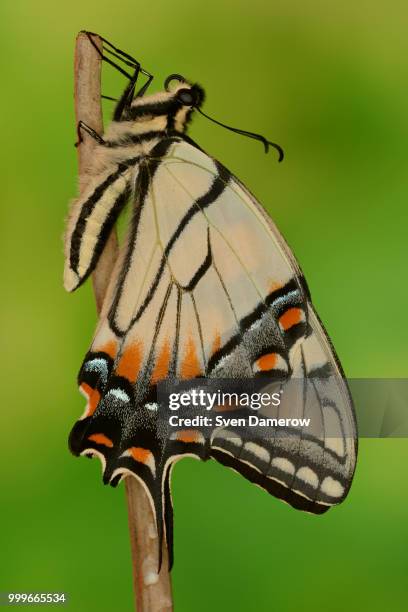 eastern tiger swallowtail #10 - eastern tiger swallowtail stock pictures, royalty-free photos & images