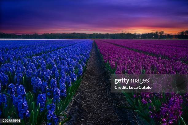 hyacint purple-blue field - hyacint stock pictures, royalty-free photos & images