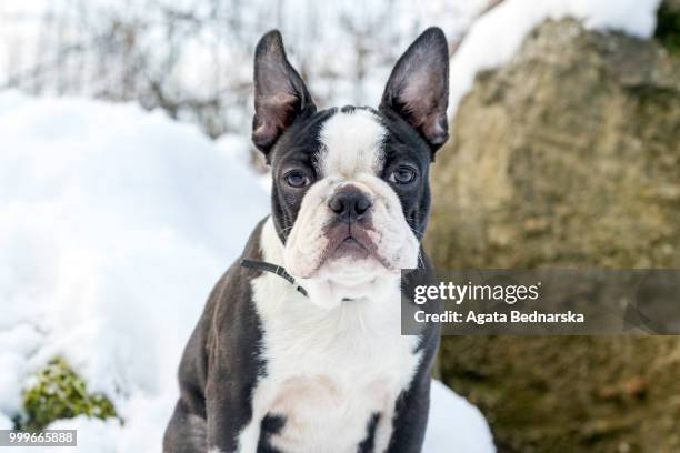 boston terrier - terrier boston stock pictures, royalty-free photos & images