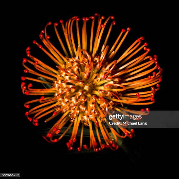 Protea High-Res Stock Photo
