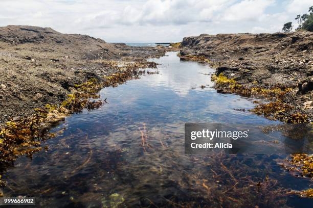 goat island, nz - alicia stock-fotos und bilder