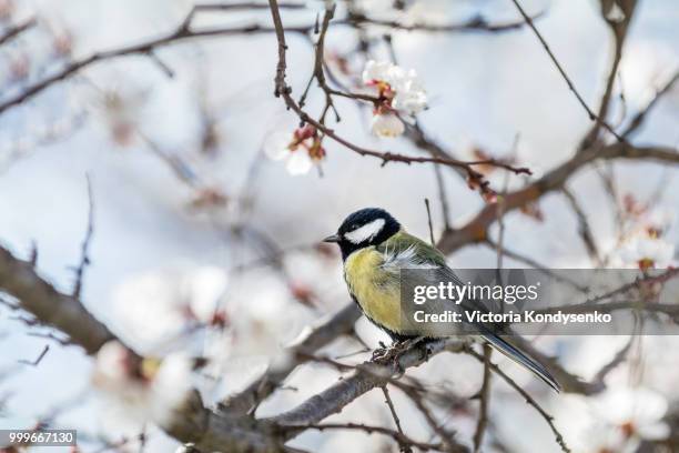 great tit (parus major) on a white apricot tree blossom branch - apricot blossom stock pictures, royalty-free photos & images