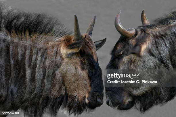 mafinga,tanzania - blue wildebeest stock pictures, royalty-free photos & images