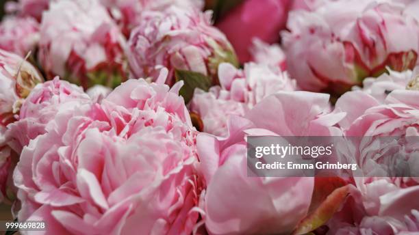 buds of flowers of pink peonies close-up - azalea bloom stock pictures, royalty-free photos & images
