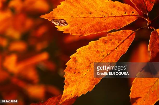 autumn leaves - ogura stock-fotos und bilder