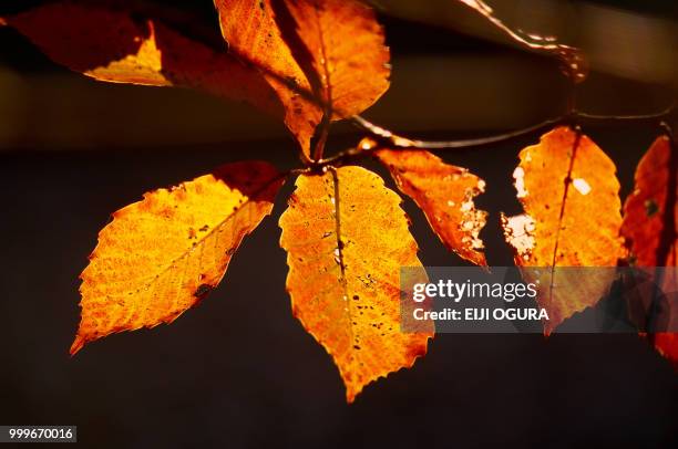 autumn leaves - ogura stock-fotos und bilder