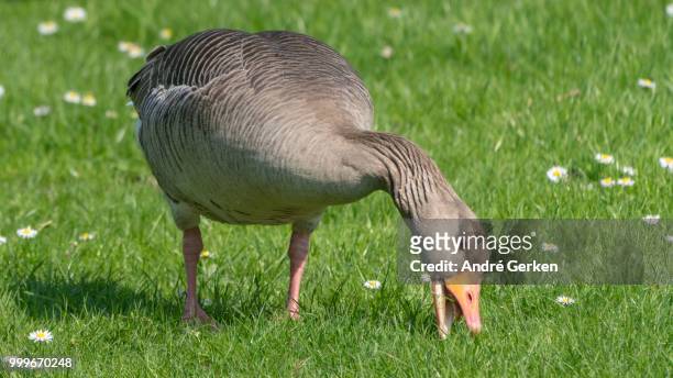 daisy-eating wild goose - magellangans stock-fotos und bilder