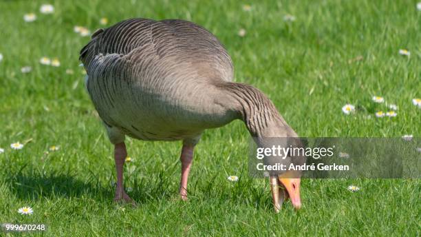 daisy-eating wild goose - マゼランガン ストックフォトと画像