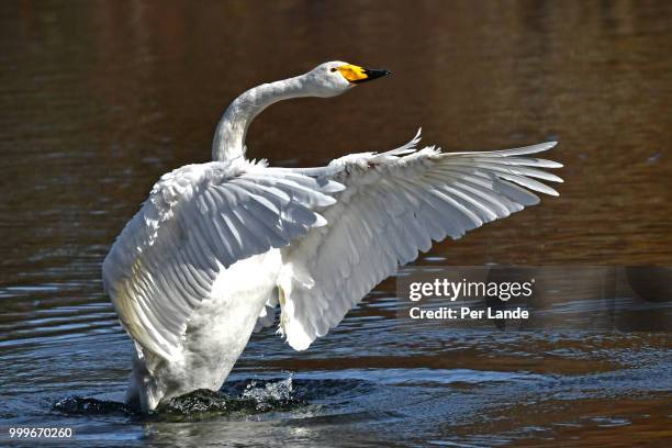 the swan - swan imagens e fotografias de stock