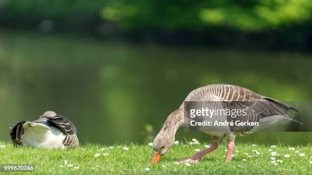 daisy-eating wild geese - magellangans stock-fotos und bilder