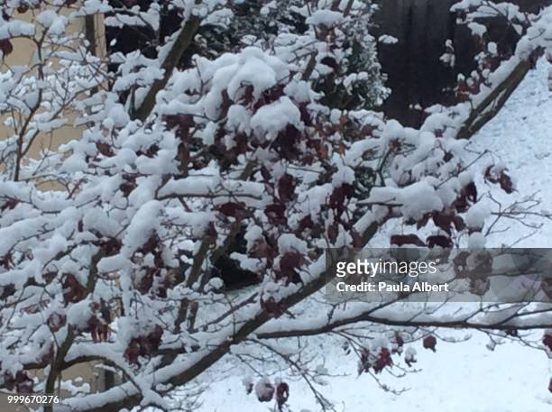 first snow - albert ramos imagens e fotografias de stock