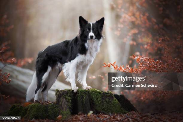 photo by: carmen schwarz - border collie stock pictures, royalty-free photos & images