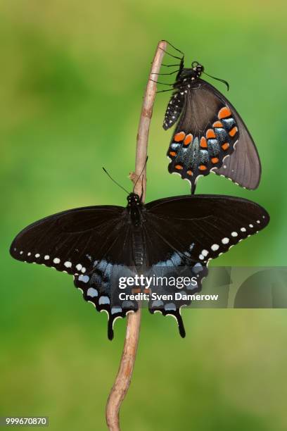 spicebush swallowtail #9 - pages of president george washingtons first inaugural address on in u s capitol building stockfoto's en -beelden