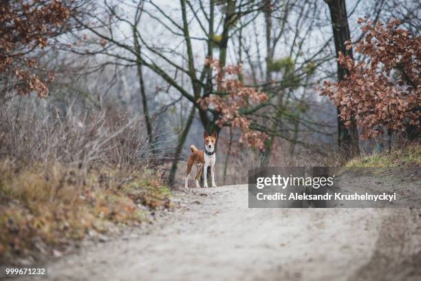 basenji dog walks in the park - basenji ストックフォトと画像