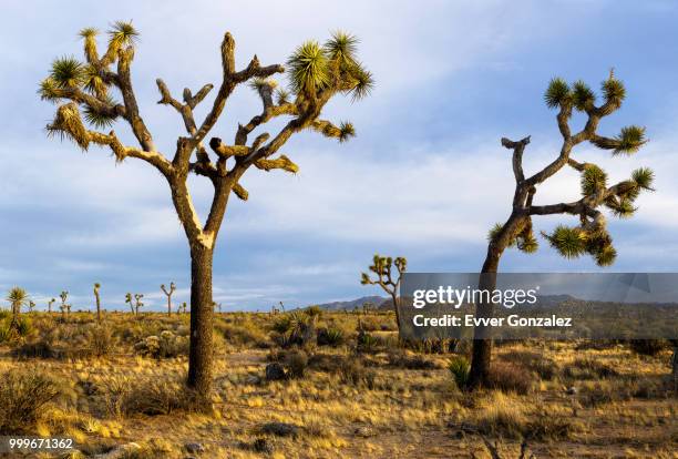 joshua tree wilderness - flora gonzalez imagens e fotografias de stock