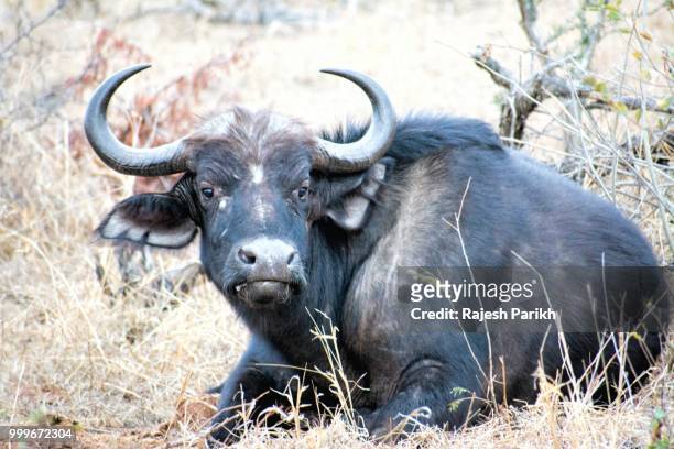 wild buffalo - keep off - keep ストックフォトと画像