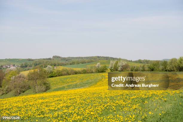 dandelion - andreas kohl stock-fotos und bilder