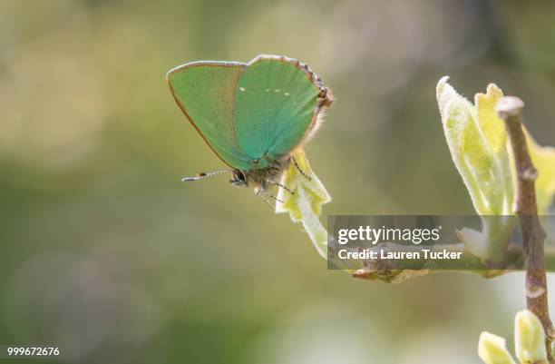 boyton,uk - lauren summers stockfoto's en -beelden