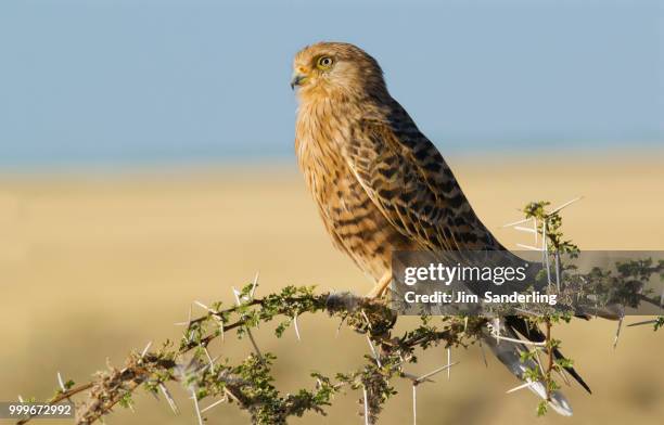 greater kestrel (falco rupicoloides), etosha pan, namibia - greater than fotografías e imágenes de stock