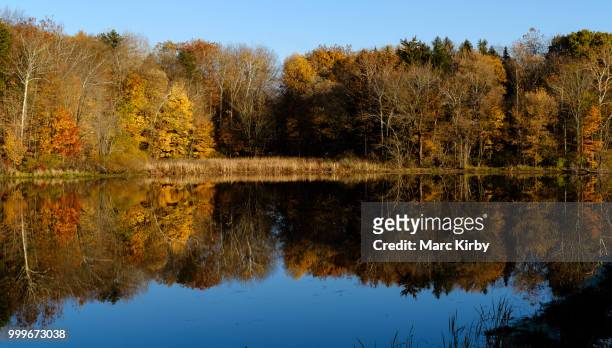 fall leaf reflection - kirby fotografías e imágenes de stock