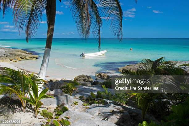 dream beach, tulum, yucatan, mexico - sanderling stock-fotos und bilder