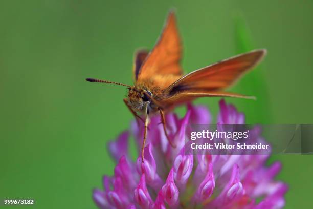 a small fly or moth on a flower of clover. - schneider stock pictures, royalty-free photos & images