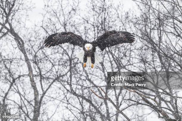 wintering bald eagle - perry fotografías e imágenes de stock