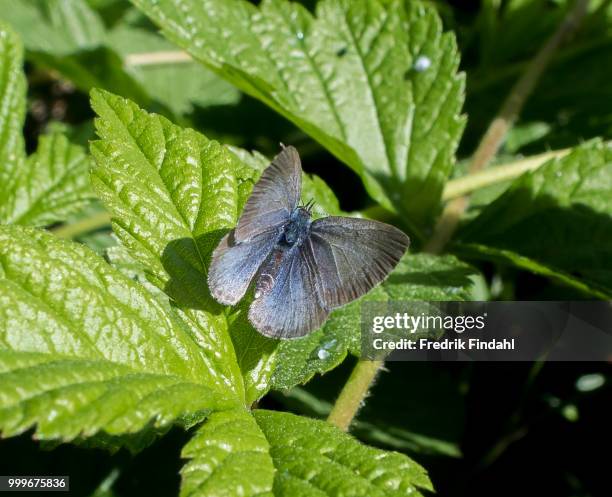 Gossamer Insects Gossamer Winged Butterfly Photos and Premium High Res Pictures - Getty ...