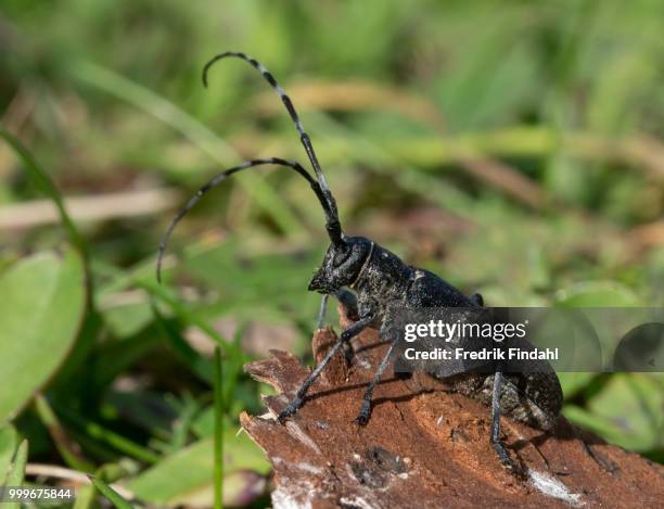 insects and butterflies - longicorne photos et images de collection