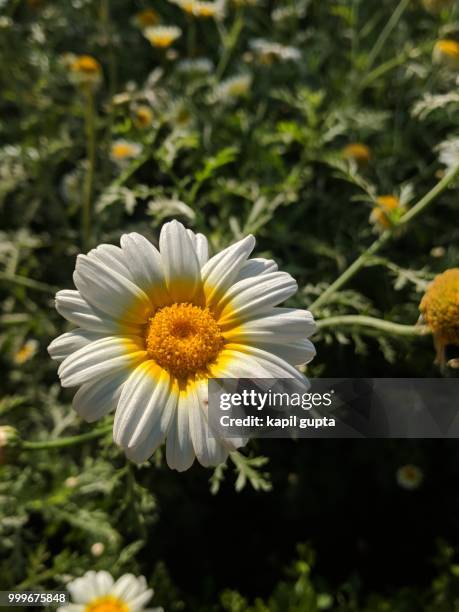 petals shinning in summer - gupta stock pictures, royalty-free photos & images