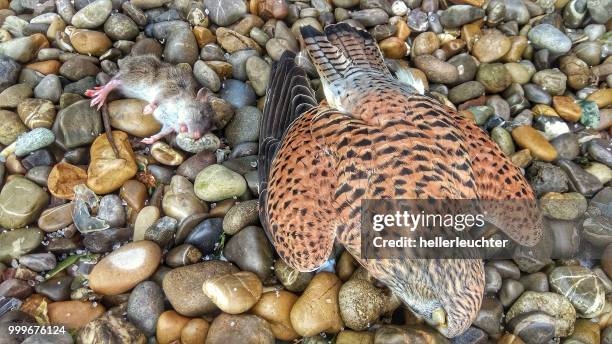 38051379374.jpg - cowrie shell stock pictures, royalty-free photos & images