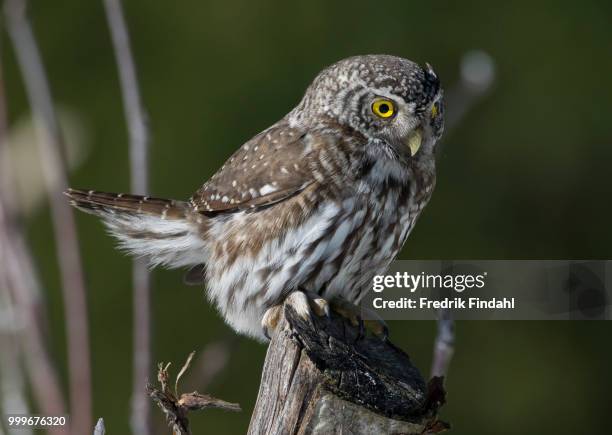Pygmy Owl Photos And Premium High Res Pictures Getty Images pygmy-owl-photos-and-premium-high-res-pictures-getty-images
